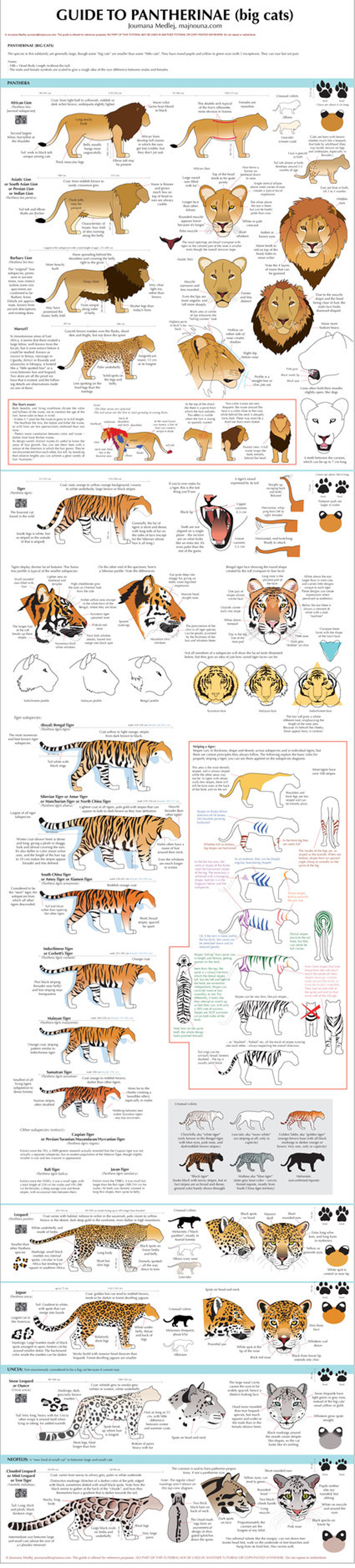 guide_to_big_cats_by_cedarseed-d2rfelu